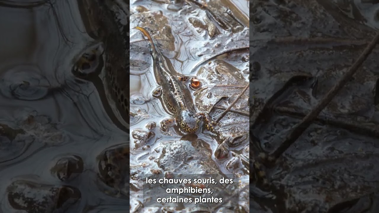 I comme Inventaire Initial