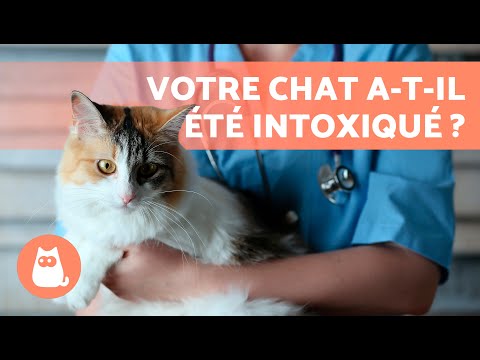 Vidéo: Toxicité de l'acétaminophène chez les chats et les chiens