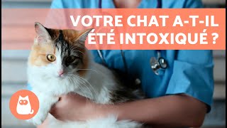 SYMPTÔMES d'un CHAT INTOXIQUÉ ⚠ (5 intoxications les plus courantes)