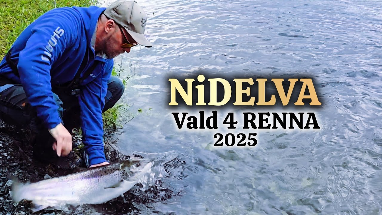 🔥 Laksebonanza i Nidelva! Actionfylt fiske i vakre Renna 🎣Salmon Mayhem in the Nidelva River! 