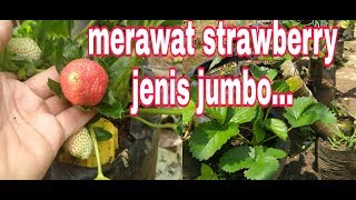 Cara Menanam  strawberry agar cepat berbuah jenis Strawberry jumbo (Giant)