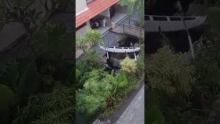 bollywood newsong  entertainment bali indonesia travel