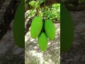fresh dasheri maliyabad