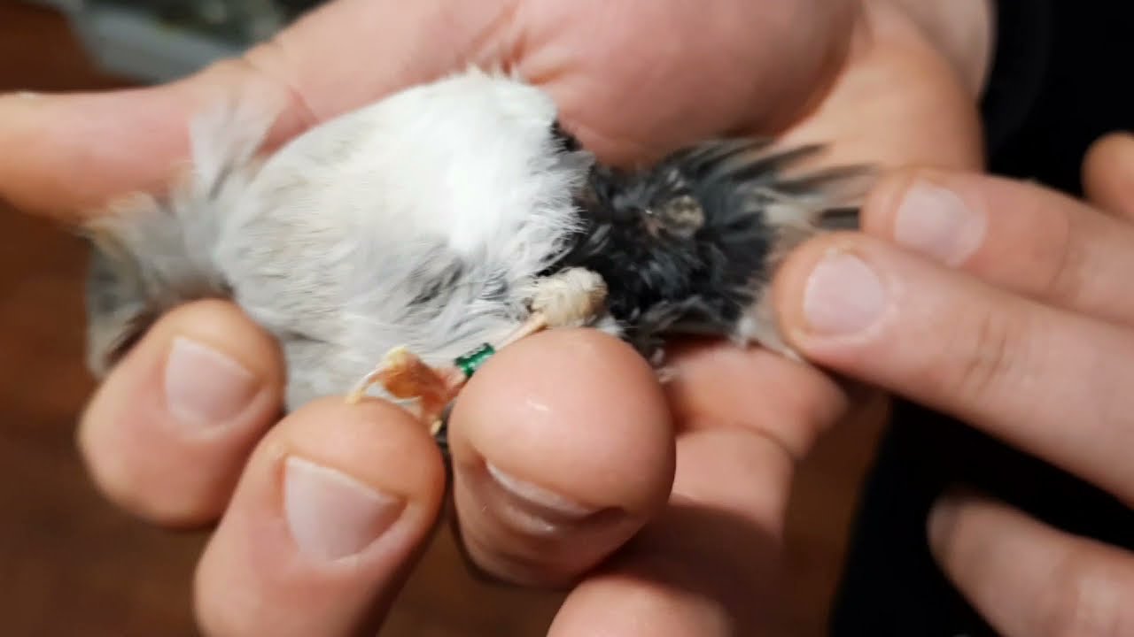 Kanaryalarda Üretim Öncesi Erkek Fi Durumu Nasıl Olmalı?