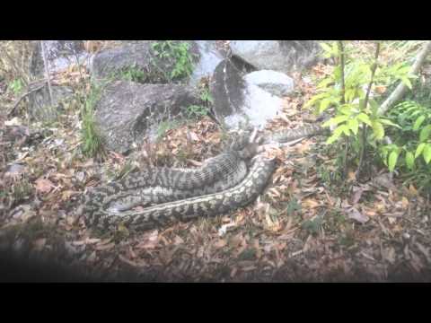 17ftvscrub Python eating a kangaroo in Australia