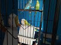 My new parakeets