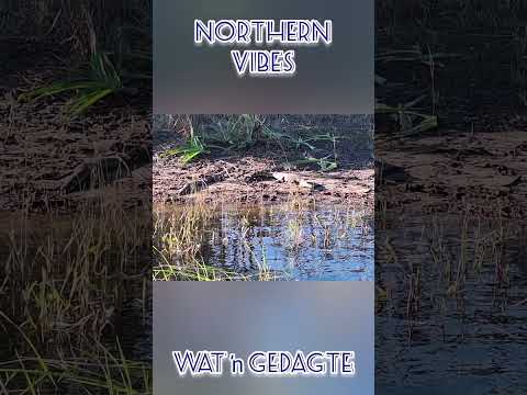 Northern Vibes - Wat ŉ Gedagte (AI- Remake)