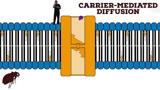 Carrier-Mediated Diffusion