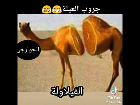 البرتناقه
