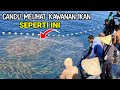 Sekali Tebar Jaring PUKAT CINCIN Langsung Jackpot Ikan Jenahak di Rumpon