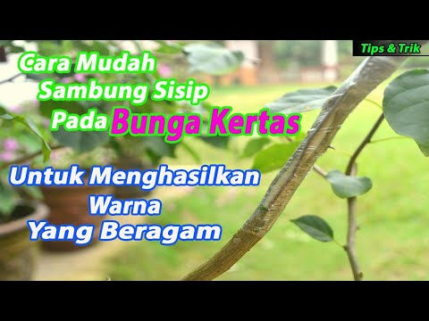 Cara Sambung Sisip Pada Bunga Kertas Youtube