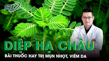 Mùa hè nổi mụn nhọt, viêm da đừng bỏ qua bài thuốc từ Diệp hạ châu | SKĐS