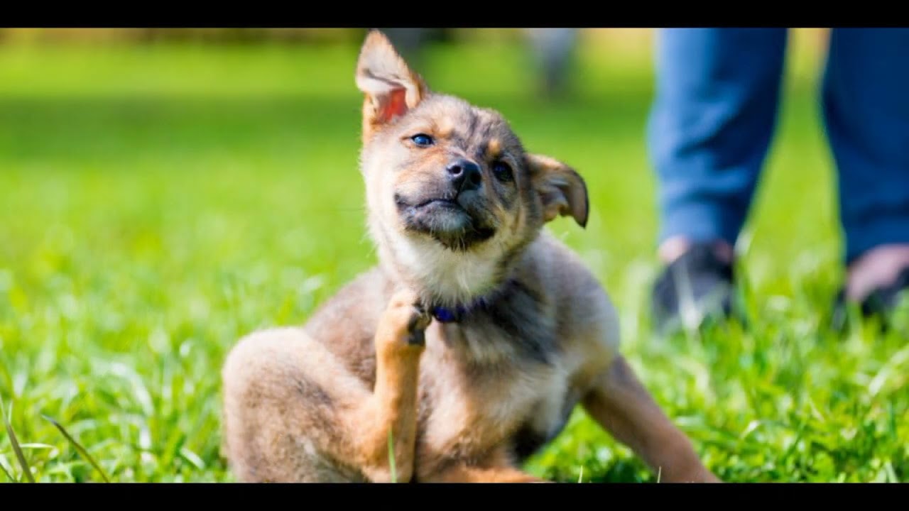 Fotos de perro con sarna