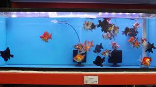 Demekin T12 (ID#080317)