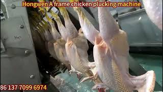 High-Efficiency A-Frame Chicken Defeathering Machine | Modern Poultry Abattoir Equipment