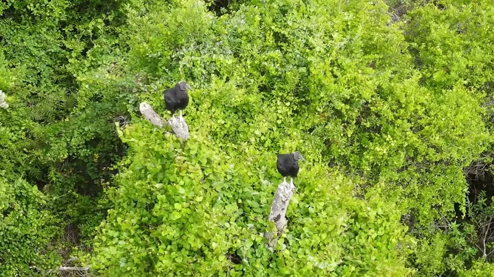 Two wary vultures