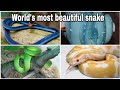 Most beautiful snakes in the world  shortshorts