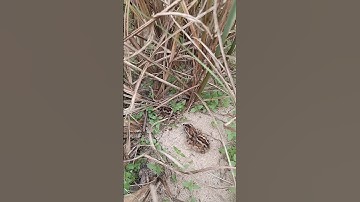 Chim Cút con ngoài tự nhiên #chimcut