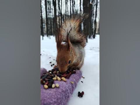 Хрум Хрумыч #shorts #squirrel - YouTube