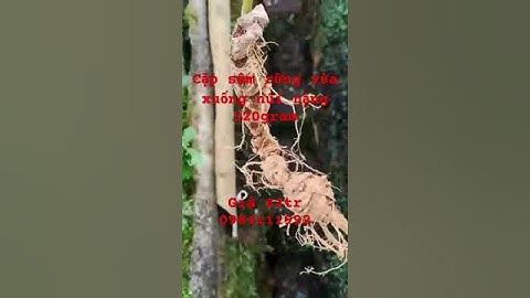 Dân vừa báo về tìm được 2 củ sâm rừng víp. Nặng tổng 320gr sâm già bao chất lượng #sâm_lai_châu_rừng