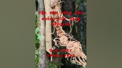 Dân vừa báo về tìm được 2 củ sâm rừng víp. Nặng tổng 320gr sâm già bao chất lượng #sâm_lai_châu_rừng