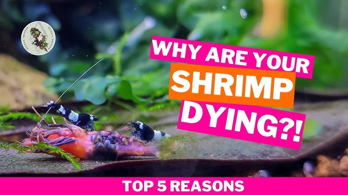 Proper method to dose Bacter AE - Care, feeding and breeding - The Shrimp  Spot