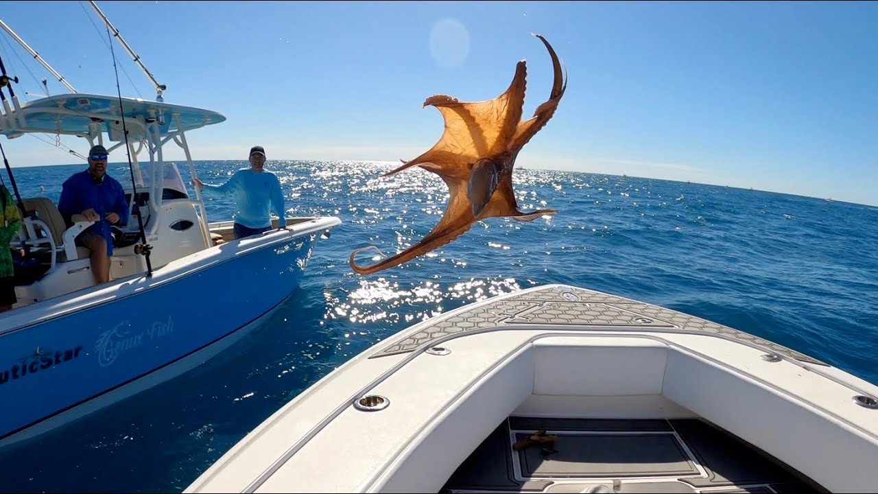 A Flying Octopus Landed in our Boat while Snapper Fishing! (Catch Clean