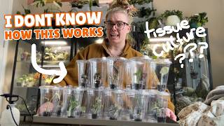 yolo acclimating tissue culture plants 🫡 8 week update & potting them up @plantingashley