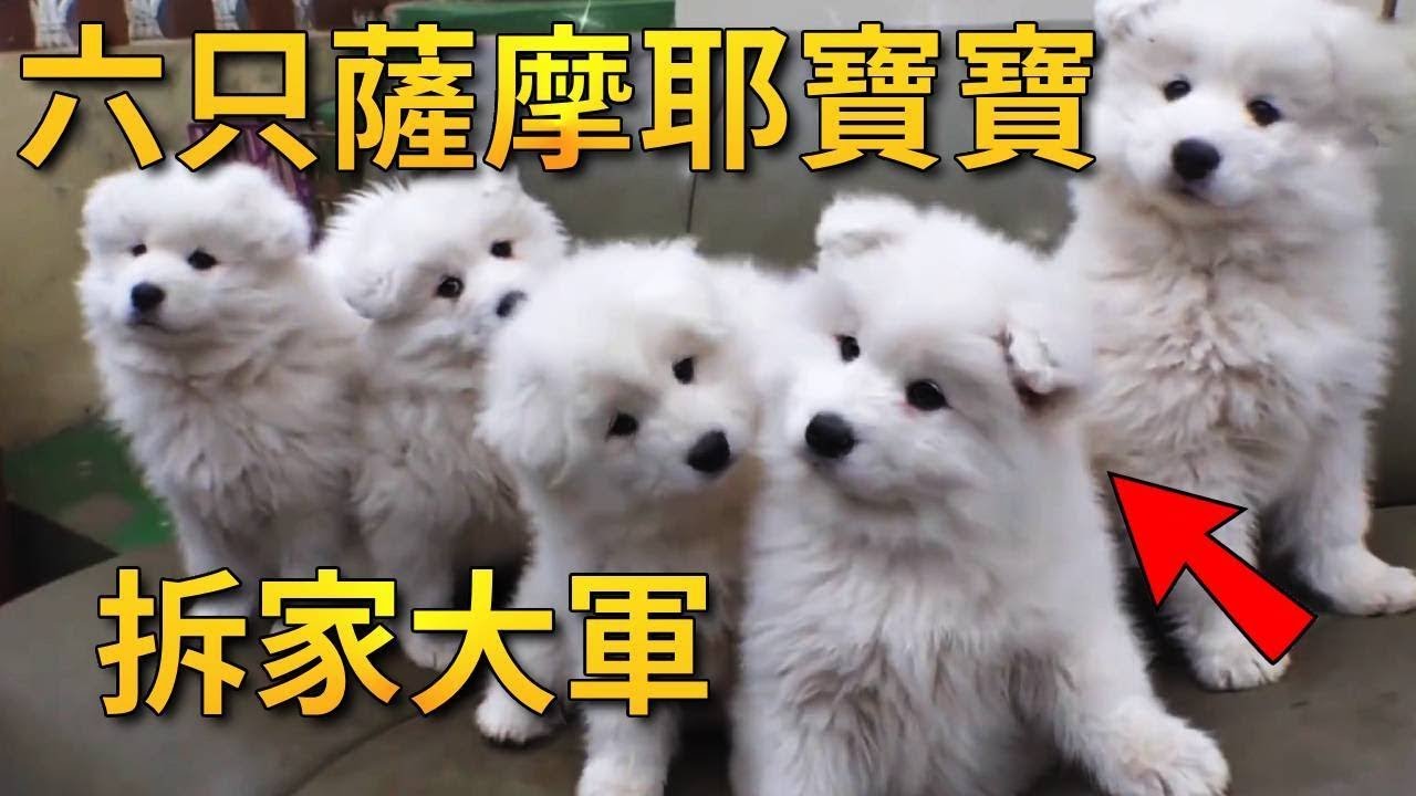家里萨摩耶生了6只宝宝，精力充沛，每天组团拆家，把主人忙坏了【小奶狗观影】
