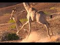 15 CRAZIEST Animal Fights Caught On Camera 3 Lion Buffalo Crocodile Elephant Bear Lion 15 CRAZIEST Animal Fights Caught On Camera 3 Lion Buffalo Crocodile Elephant Bear Lion