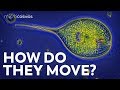 How do protozoa get around