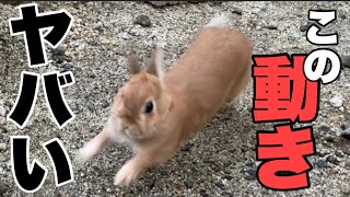 一見無駄に見えるこの予備動作がうさぎの爆発的なスピードを生み出していました　No.1126