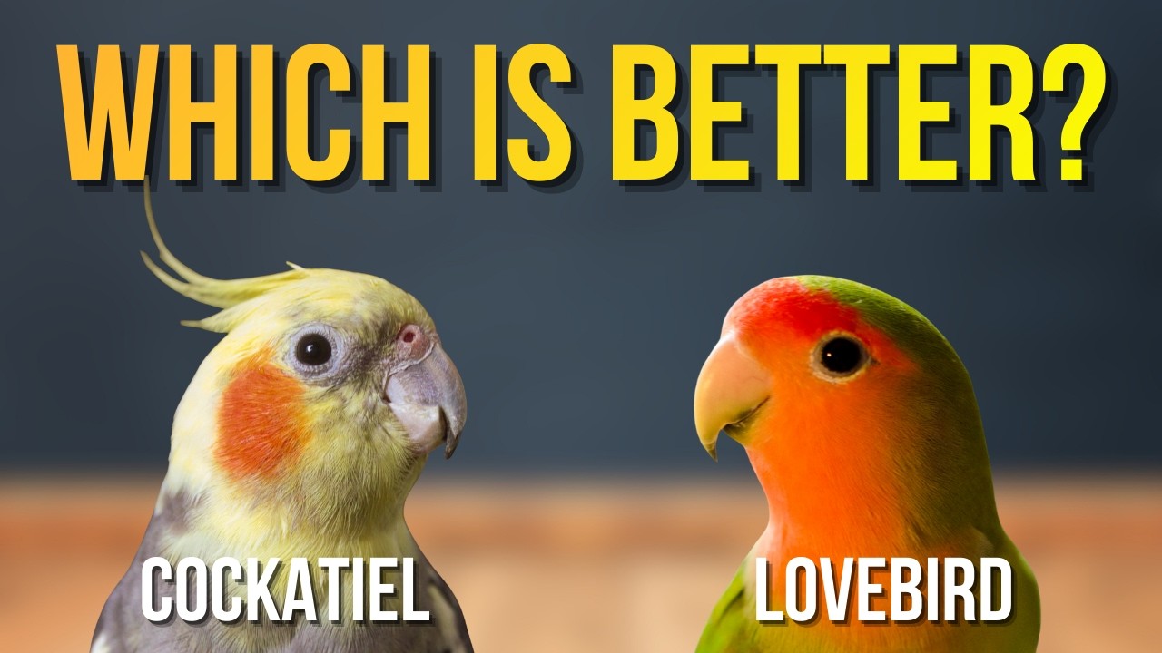 Корелла против неразлучника: какая птица лучше подходит для начинающих птицеводов?