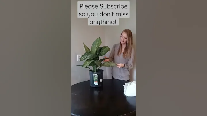 Hidden Gems | Don't forget to check your local grocery store for plants!  #shorts