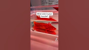 Axolotl Changes Colors