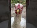 😃😃 #aseel #birds #fighting #aseelmurga #animals #pets #kabutar #newvideo #funny