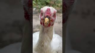 😃😃 #aseel  #birds #fighting #aseelmurga #animals #pets #kabutar #newvideo #funny