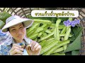 [ENG SUB] วิถีภูธร ชวนเก็บถั่วพูหลังบ้าน สดๆ ปลอดสาร | Cappuccino