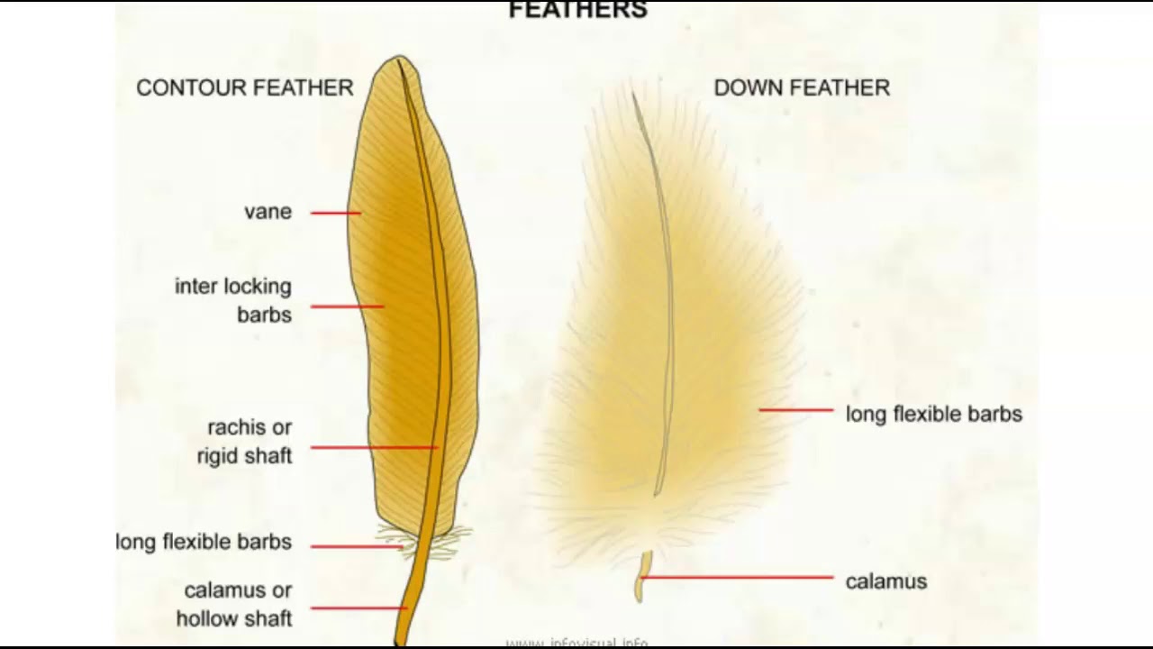 Назвать перья птиц. Строение махового пера у птиц. Пуховые перья строение. Пуховое перо название его частей. Перья птиц.