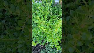 Japanese Boxwood little gem and variegated Euonymus Japonicus 3 years in ground for both!