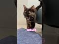まーちゃんおはよう　#shorts #cat #猫 #猫のいる暮らし #ねこ #サビ猫