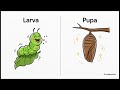 IPAS VIDEO ke 12 METAMORFOSIS ~ METAMORFOSISI SEMPURNA dan METAMORFOSIS TIDAK SEMPURNA
