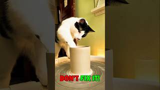 This Cute Cat Makes Her Own Pot