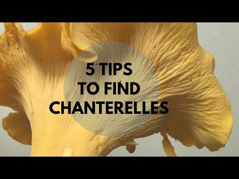 Video: Chanterelles Janë Të Ndryshme. Rregullat Në Rritje