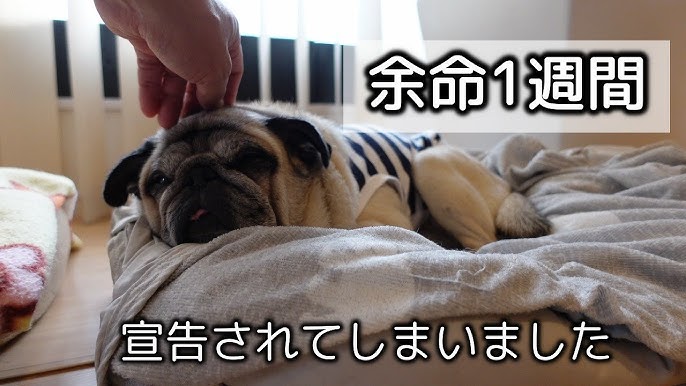 パグ よだれ を垂らしながら必死に待て する犬 Pug パグ Pug 多頭飼い Youtube パグ よだれ を垂らしながら必死に待て する犬 Pug パグ Pug 多頭飼い Youtube