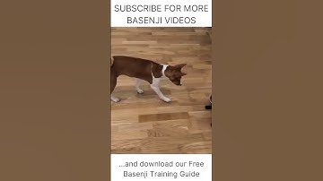 Basenji dog training! #shorts 🐕 How to train your Basenji - Free Guide