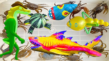 Kem Ốc Chanel ra bờ ao câu cá bắt cá mập, cá mập màu vàng, cá sấu xanh, con cua, kì nhông, ốc sên.