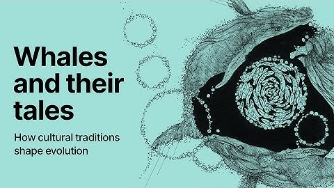 Whales and their tales