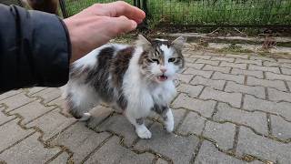 Lonely Stray Cat Is Begging Me To Pet Her With Her Irresistible Meows