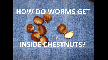 How do you get worms out of chestnuts?
